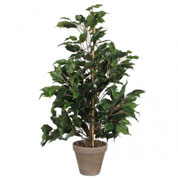 Planta Artificial - Ficus exotica - MICA